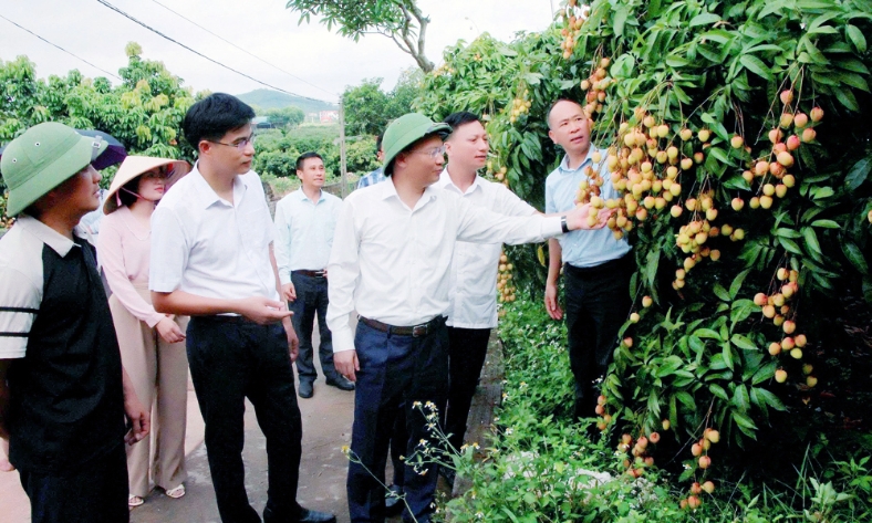  Phó Chủ tịch UBND tỉnh Phạm Văn Thịnh thăm vùng vải Phúc Hòa